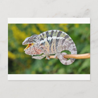 portret van een mannelijk panterkameleon briefkaart