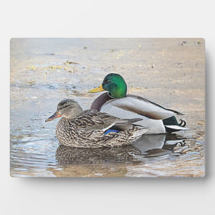 Portret van een mannelijke en vrouw-mallard fotoplaat