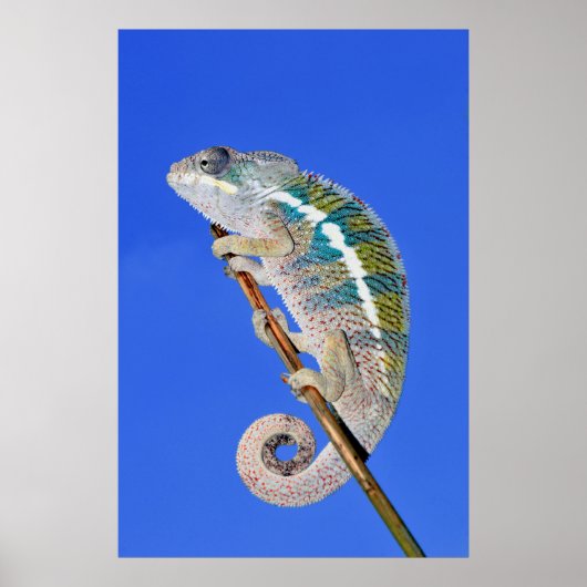portret van een mannetjeskameleon poster (Voorkant)