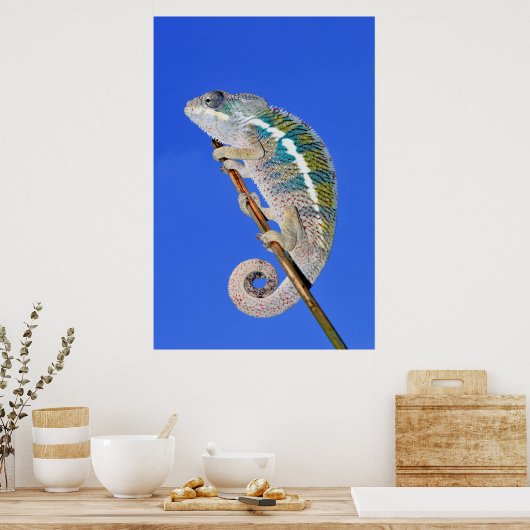 portret van een mannetjeskameleon poster (Keuken)