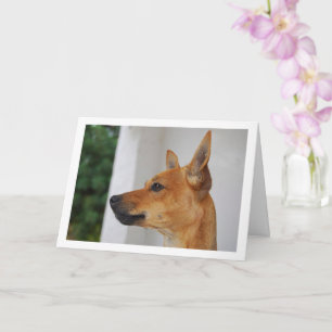 Portret van een Miniature Pinscher Kaart