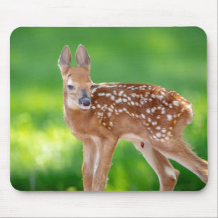 Portret van een Newborn Fawn (witstaarhert) Muismat