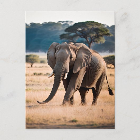 Portret van een olifant briefkaart (Voorkant)