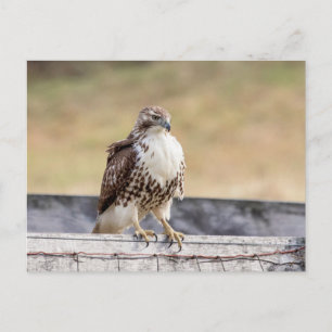 Portret van een onvolgroeide Red Tailed Hawk Briefkaart