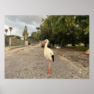 Portret van een ooievaar poster