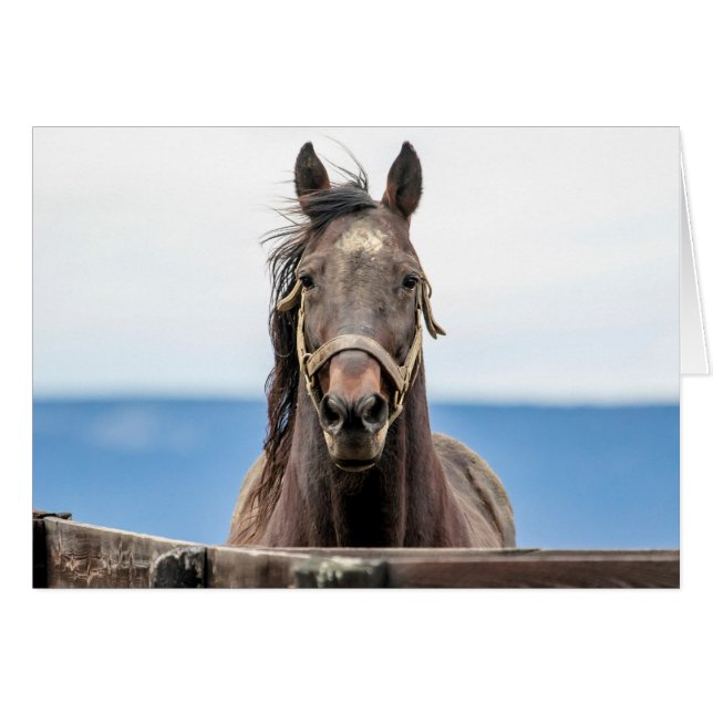 Portret van een paard (Voorkant Horizontaal)