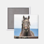 Portret van een paard magneet (Voorkant / Achterkant)