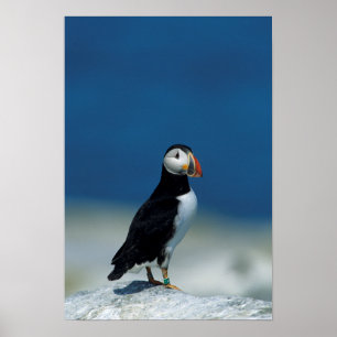 Portret van een papegaaiduiker poster