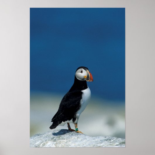 Portret van een papegaaiduiker poster (Voorkant)