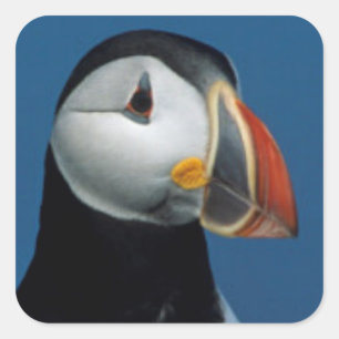 Portret van een papegaaiduiker vierkante sticker