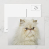 Portret van een Perzische kat Briefkaart (Voorkant / Achterkant)
