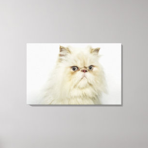 Portret van een Perzische kat Canvas Afdruk