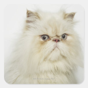 Portret van een Perzische kat Vierkante Sticker