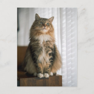 Portret van een pluizige langharige tabbykat briefkaart