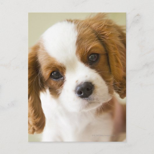 Portret van een puppy van Charles Spaniel van de Briefkaart (Voorkant)