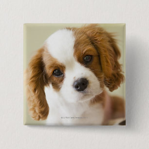 Portret van een puppy van koning Charles Spaniel Vierkante Button 5,1 Cm