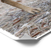 Portret van een Rhodezische Ridgeback Poster (Hoek)