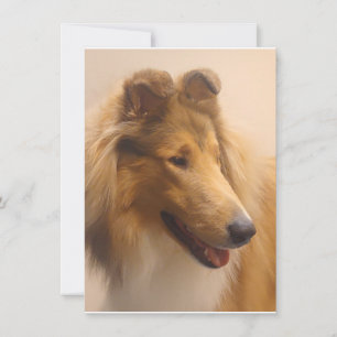 Portret van een ruige Sable Collie Bedankkaart