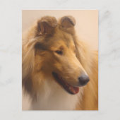 Portret van een ruige Sable Collie Briefkaart (Voorkant)