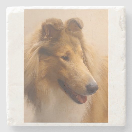 Portret van een ruige Sable Collie Stenen Onderzetter (Voorkant)