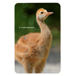 Portret van een Sandhill Crane Colt Magneet