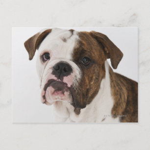 Portret van een schattige stierenhond briefkaart