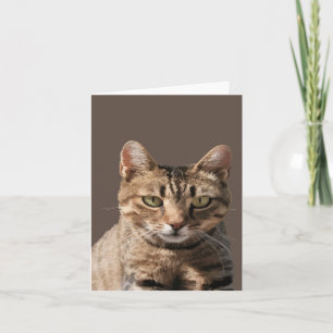 Portret van een schattige tabby kat met oogcontact kaart