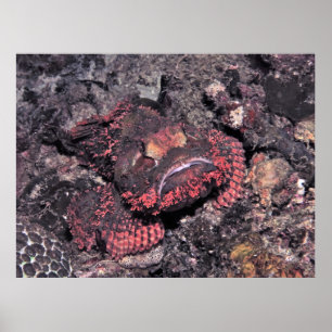 Portret van een Scorpionfish Poster