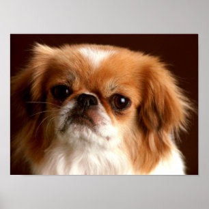 Portret van een Spaanse hond Poster