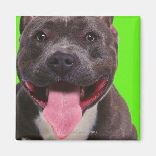 portret van een stierenhond magneet