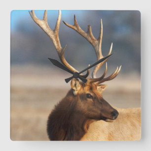 Portret van een verbluffende stier elelk vierkante klok
