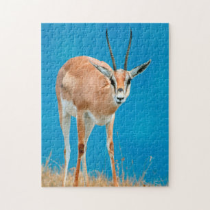 Portret van een vrouwelijke Grant's Gazelle (Gazel Legpuzzel