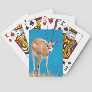 Portret van een vrouwelijke Grant's Gazelle (Gazel Speelkaarten