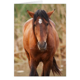 Portret van een Wild Mustang