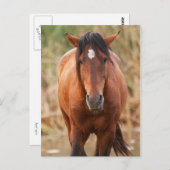 Portret van een Wild Mustang Briefkaart (Voorkant / Achterkant)