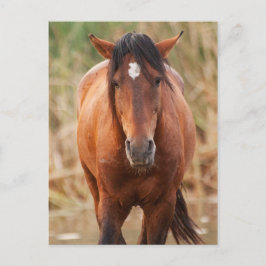 Portret van een Wild Mustang Briefkaart