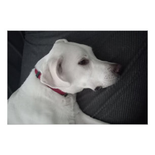 Portret van een witte hond traditioneel en klassie perfect poster