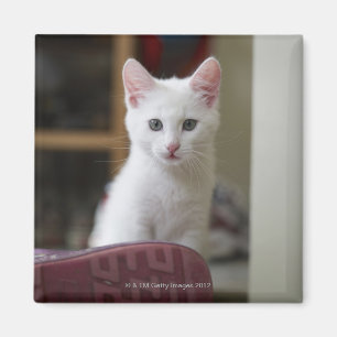Portret van een witte kitten, Zweden. Magneet