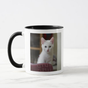 Portret van een witte kitten, Zweden. Mok