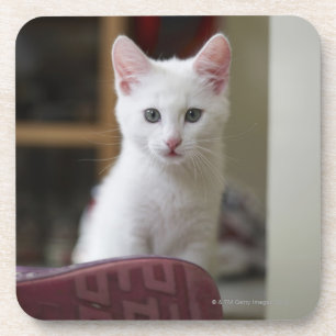 Portret van een witte kitten, Zweden. Onderzetter