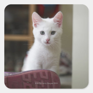 Portret van een witte kitten, Zweden. Vierkante Sticker