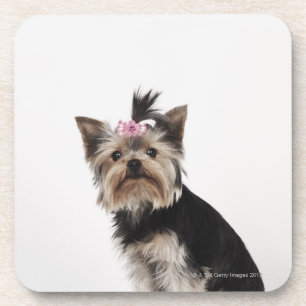 Portret van een Yorkshire Terrier-hond Bier Onderzetter