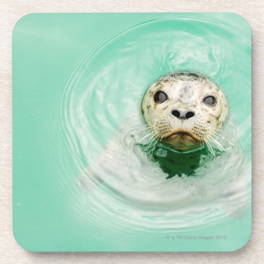 Portret van een zegel in water drankjes onderzetter (Voorkant)
