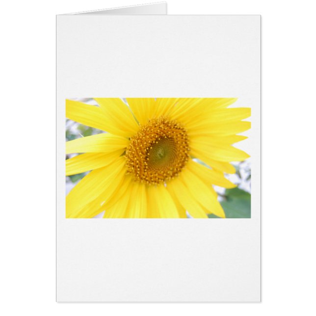 Portret van een zonnebloem (Voorkant)