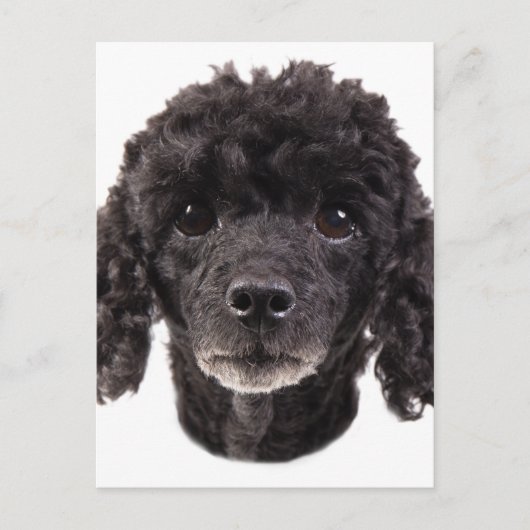 Portret van een zwarte poedel briefkaart (Voorkant)