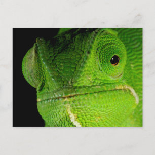Portret van flap-necked chameleon briefkaart