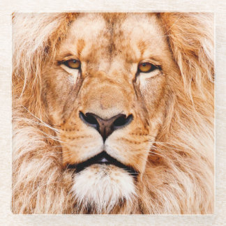 Portret van het Afrikaanse "Lion Wildlife Animal C Glazen Onderzetter