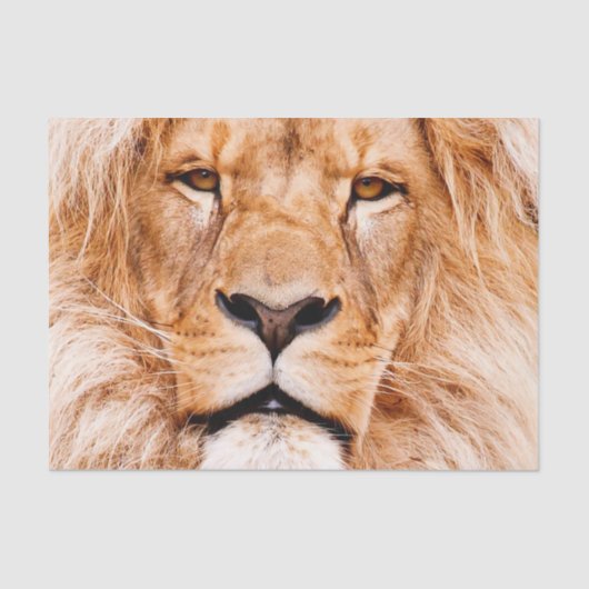 Portret van het Afrikaanse "Lion Wildlife Animal C Tissuepapier (Voorkant)