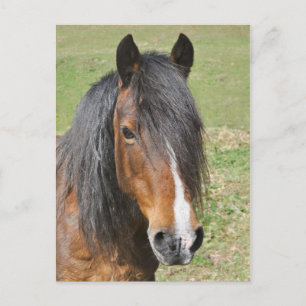 Portret van het paard van de Welsh bay Briefkaart