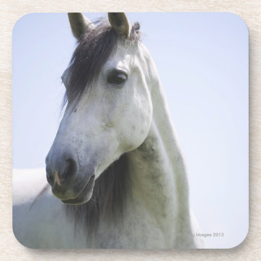 portret van het witte paard bier onderzetter (Voorkant)